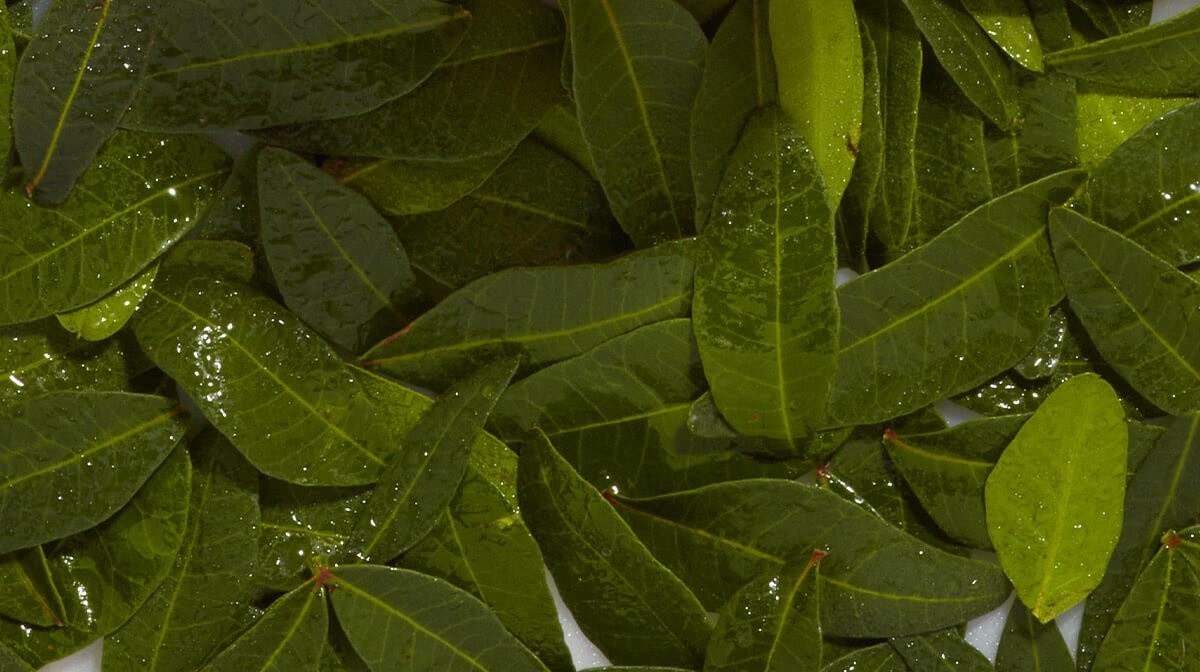 Quels sont les bienfaits du thé vert ? - NUXE